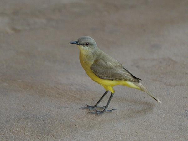 Veetiran (Machetornis rixosa)